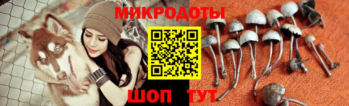Галлюциногенные грибы Psilocybine cubensis Липецк